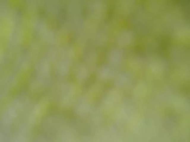 LorennaBrown69 from BongaCams is Freechat