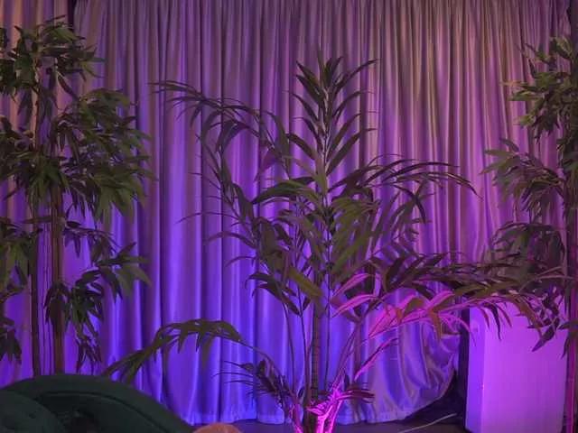 ZennySings from BongaCams