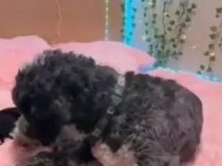 lil2cute4u from CamSoda is Freechat