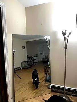 DaddySnowXX from StripChat