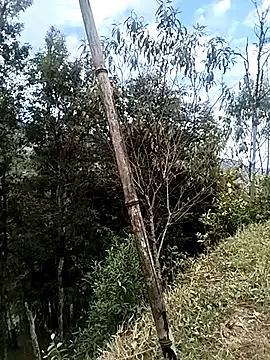 Tiyir597 from StripChat