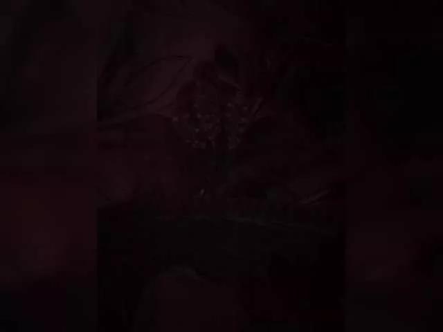 MsLukeme on BongaCams