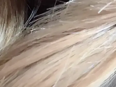 dingding-520 model from sc