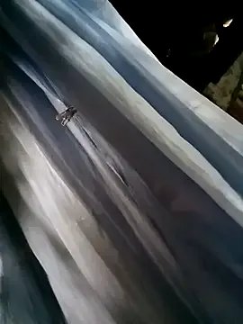 Petite_elise on StripChat